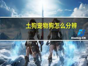 土狗宠物狗怎么分辨