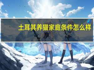 土耳其养猫家庭条件怎么样