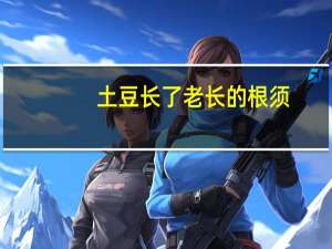 土豆长了老长的根须