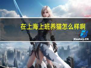 在上海上班养猫怎么样啊