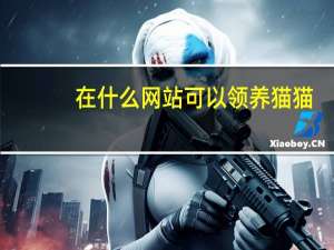 在什么网站可以领养猫猫