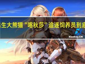 在俄出生大熊猫“喀秋莎”追逐饲养员 到底什么情况呢