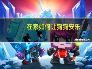 在家如何让狗狗安乐
