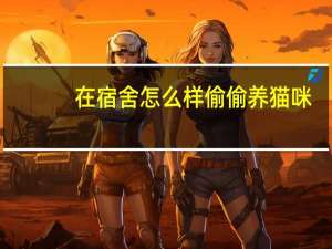 在宿舍怎么样偷偷养猫咪