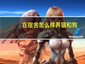在宿舍怎么样养猫和狗