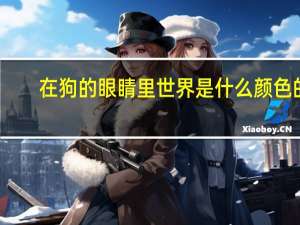 在狗的眼睛里世界是什么颜色的