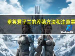 垂笑君子兰的养殖方法和注意事项