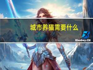 城市养猫需要什么