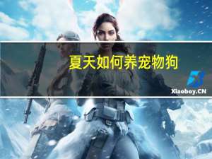 夏天如何养宠物狗