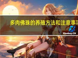 多肉佛珠的养殖方法和注意事项