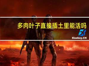 多肉叶子直接插土里能活吗