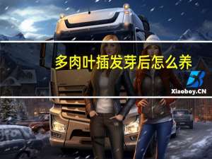 多肉叶插发芽后怎么养