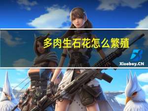 多肉生石花怎么繁殖