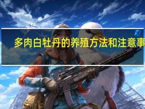 多肉白牡丹的养殖方法和注意事项