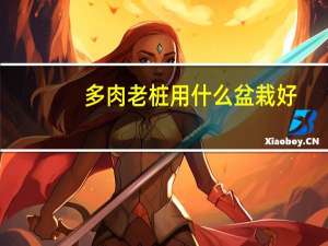 多肉老桩用什么盆栽好