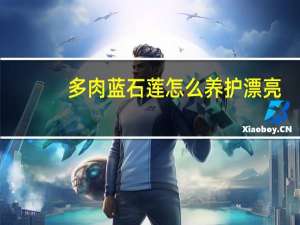 多肉蓝石莲怎么养护漂亮