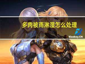 多肉被雨淋湿怎么处理