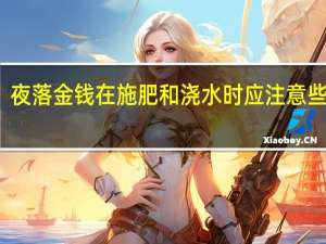 夜落金钱在施肥和浇水时应注意些什么