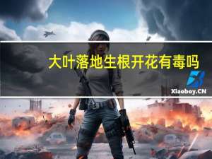 大叶落地生根开花有毒吗（落地生根花有毒吗）