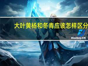 大叶黄杨和冬青应该怎样区分（大叶黄杨和冬青的区别）