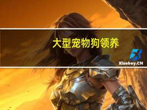 大型宠物狗领养