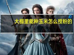 大棚里能种玉米怎么授粉的