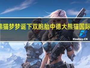 大熊猫梦梦诞下双胞胎 中德大熊猫国际首次合作