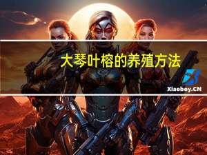 大琴叶榕的养殖方法