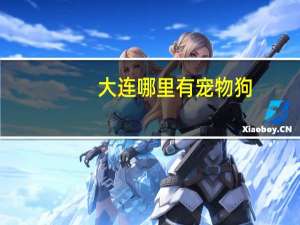 大连哪里有宠物狗