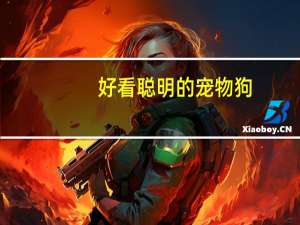 好看聪明的宠物狗