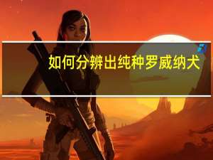 如何分辨出纯种罗威纳犬