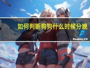 如何判断狗狗什么时候分娩