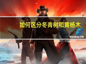 如何区分冬青树和黄杨木？