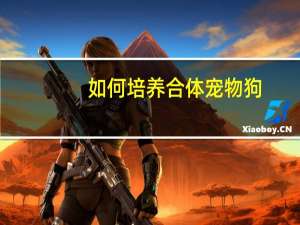 如何培养合体宠物狗