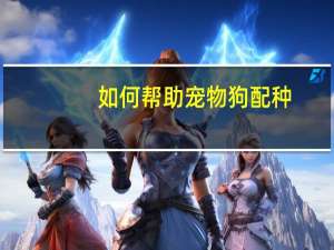 如何帮助宠物狗配种
