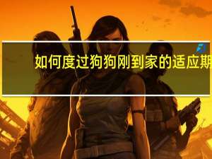 如何度过狗狗刚到家的适应期