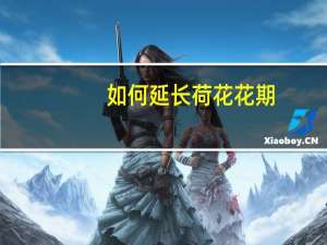 如何延长荷花花期