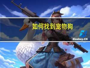 如何找到宠物狗
