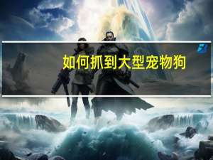 如何抓到大型宠物狗