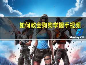 如何教会狗狗学握手视频