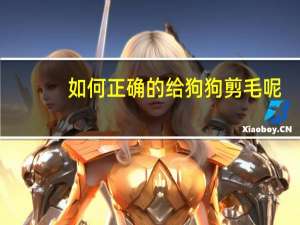 如何正确的给狗狗剪毛呢
