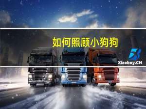 如何照顾小狗狗