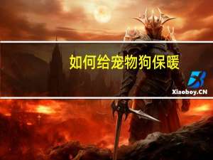 如何给宠物狗保暖