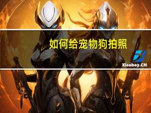 如何给宠物狗拍照