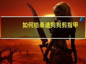 如何给泰迪狗狗剪指甲