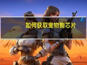 如何获取宠物狗芯片