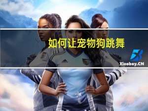 如何让宠物狗跳舞