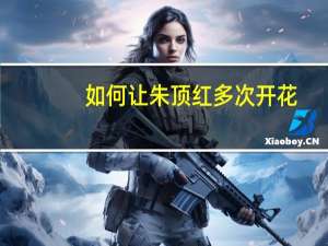 如何让朱顶红多次开花