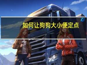 如何让狗狗大小便定点