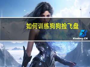 如何训练狗狗捡飞盘
